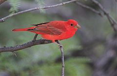 Summer Tanager